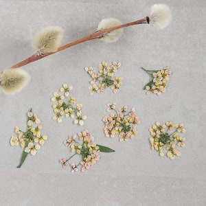 Fleurs Comestibles 20 pièces Alyssum pressées, blanches, violettes, saumon pour garnir des cocktails, pâtisserie, utilisation dans de l'artisanat-résine, art floral, fourniture de scrapbooking
