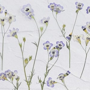 May include: A collection of pressed flowers featuring delicate light blue and white petals with dark centers. The botanical specimens are arranged with thin green stems and small buds, showcasing a flat, dried appearance against a textured white surface.