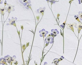 Dried Pressed Birds Eye Flower Stems: Arts & Crafts - 15 pcs