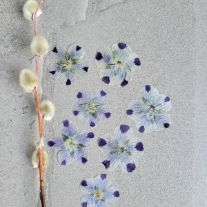 20 fleurs séchées pressées pour travaux manuels, résine, bijoux, journal éphémères, scrapbooking, fournitures de carte - 5 némophiles tachetés