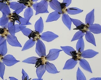 EDIBLE Blue Borage Flowers: Cake Decorating, Cocktail Garnish (20pcs)