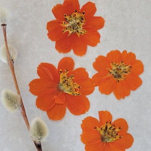 Fleurs COMESTIBLES 20 pièces, Cosmos pressé pour décorer des gâteaux, décorer des cocktails, matériel de bricolage, impression écologique, résine, cartes, art floral