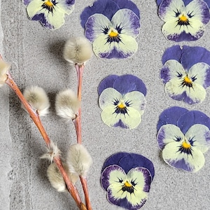 Fleurs COMESTIBLES pour pâtisserie, gâteaux, biscuits, créations manuelles, résine, oeuvre d'art, albums de coupures, fabrication de cartes, alto pressé - 20 pcs