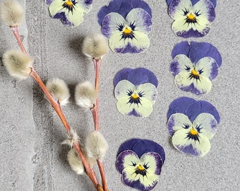 EDIBLE Flowers for baking, cakes, cookies, crafts, resin, art, scrapbooks, card making,  Pressed Viola - 20 pcs