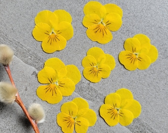Edible Pressed Violas Yellow: Cake Decorating, Cocktail Garnish - 20pcs