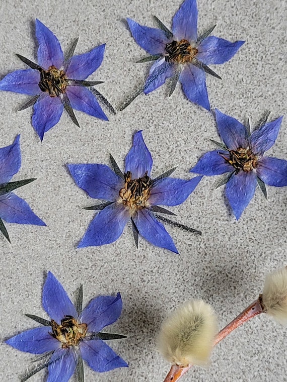 Fleurs comestibles séchées de verveine bleue