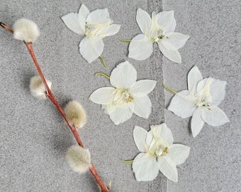 Pressed flowers for crafts, resin, scrapbooks, journals, ephemera, cardmaking - 20 pcs Dried Larkspur flower - White