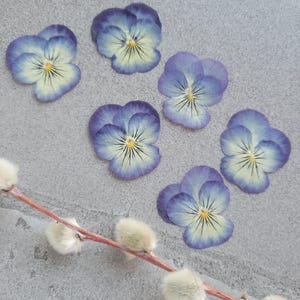 EDIBLE Violas 20pcs, Dried Flowers Pressed for decorating cakes, cookies, baking, cocktail garnish, crafts, resin, Purple Picotte