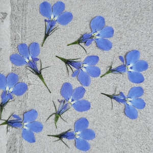Fleurs pressées-30 lobélies bleues pour résine, travaux manuels, bijoux, journaux éphémères, scrapbooking, fournitures de cartes