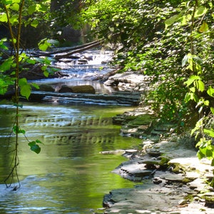 Creek with Vines at Stony Brook State Park in Dansville, New York, United States