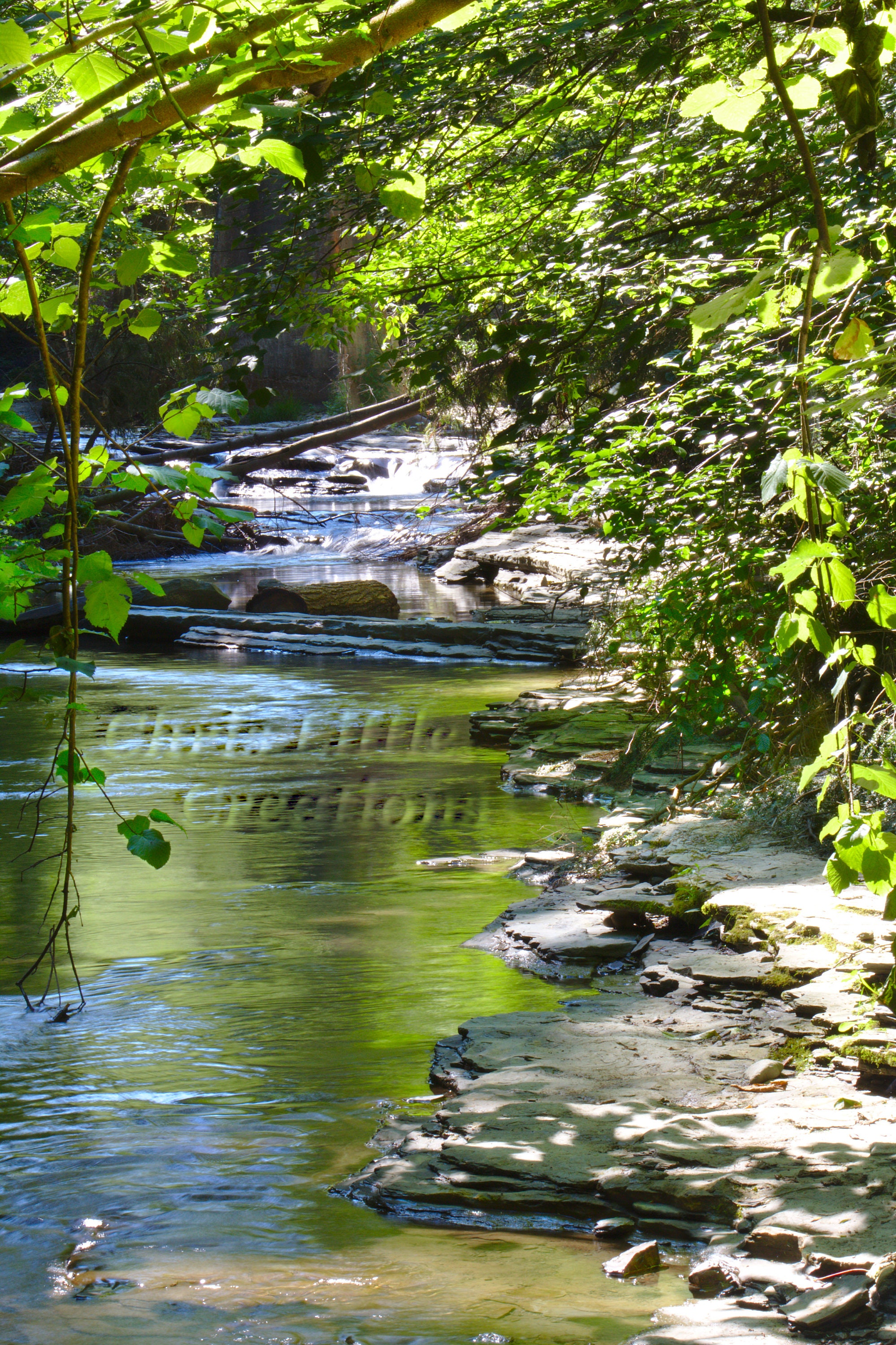 Creek With Vines at Stony Brook State Park in Dansville, New York