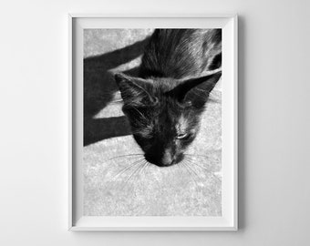 Chat noir Printable wall art Photographie noir et blanc affiche photo gris neutre animal impression numérique impression Téléchargement instantané