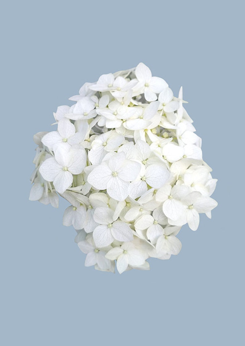 White Hydrangea Printable Wall Art Flower on Blue Art Photography