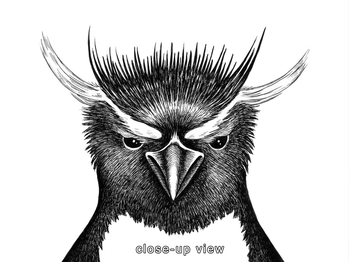 Penguin Printable Wall Art Black and White Graphic Animal Sketch Print ...