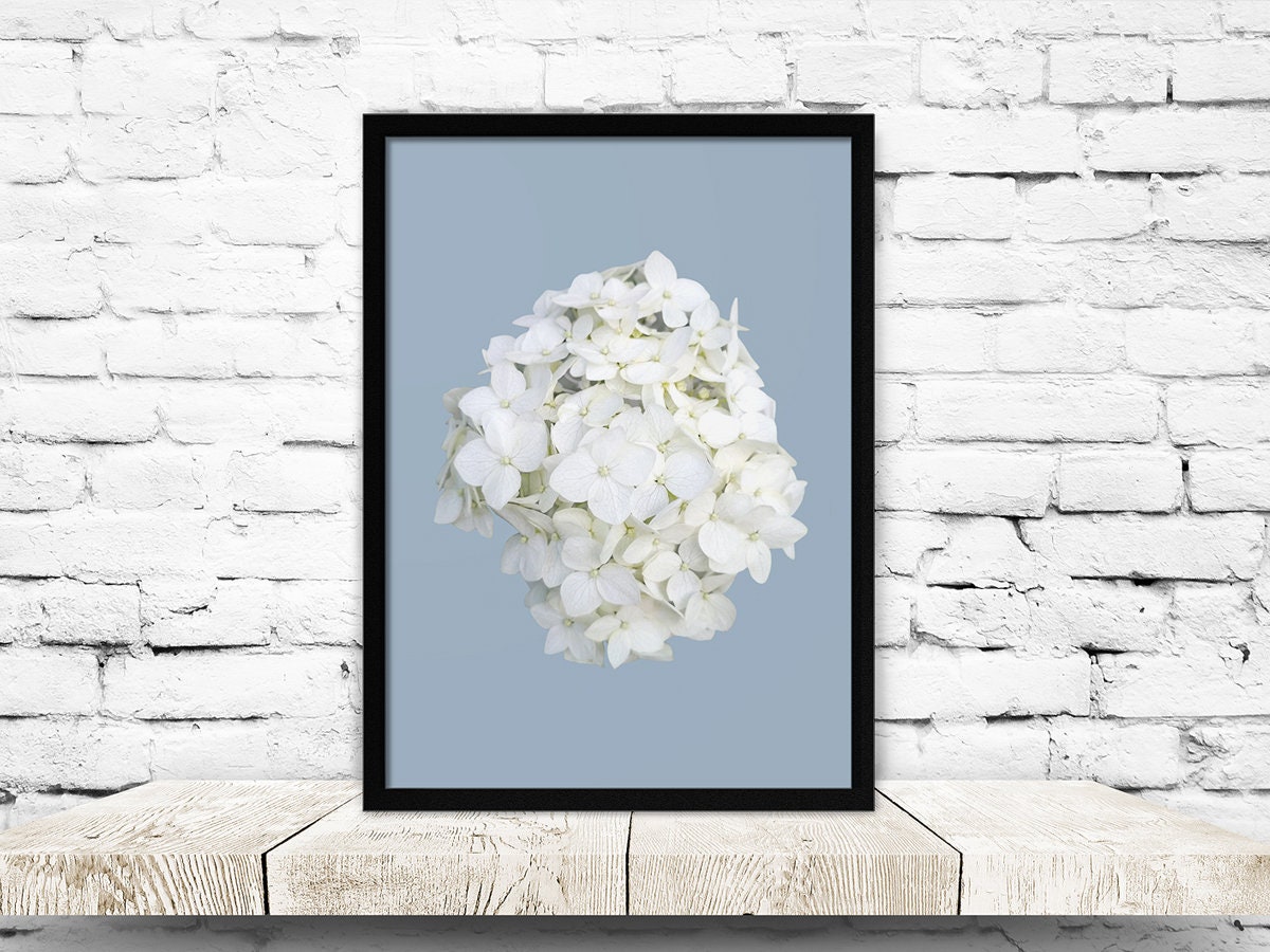 White Hydrangea Printable Wall Art Flower on Blue Art Photography