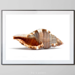Kustfotografi Snäckskal Utskrivbar väggkonst Horisontell foto Strand Snäckskalposter Neutral naturtryck Digitaltryck direktnedladdning