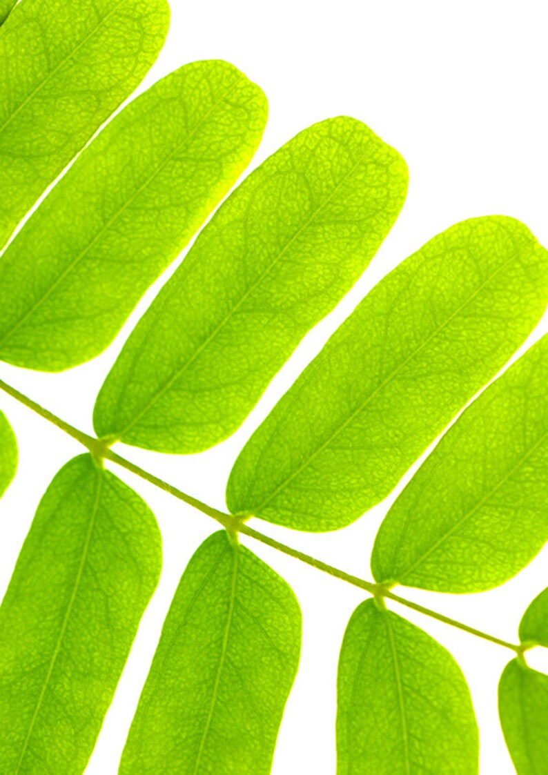 Green Leaves Printable Wall Art Art Photography Nature Poster - Etsy