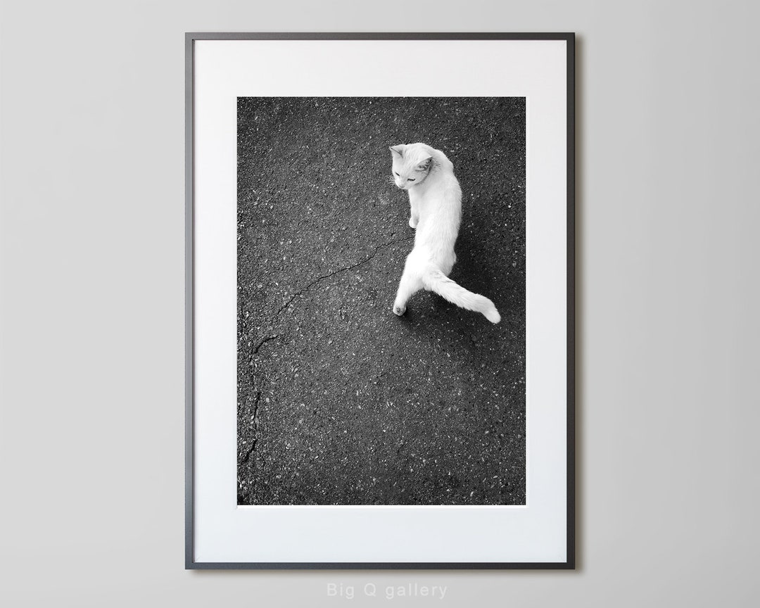 White Cat Printable Wall Art Photography Black and White Poster Cat ...
