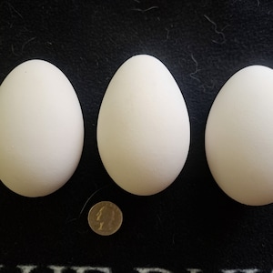 May include: Three white eggs are arranged in a row on a dark surface, with a coin placed near the bottom. The eggs are oval-shaped and appear to be of similar size. The coin provides a size reference.