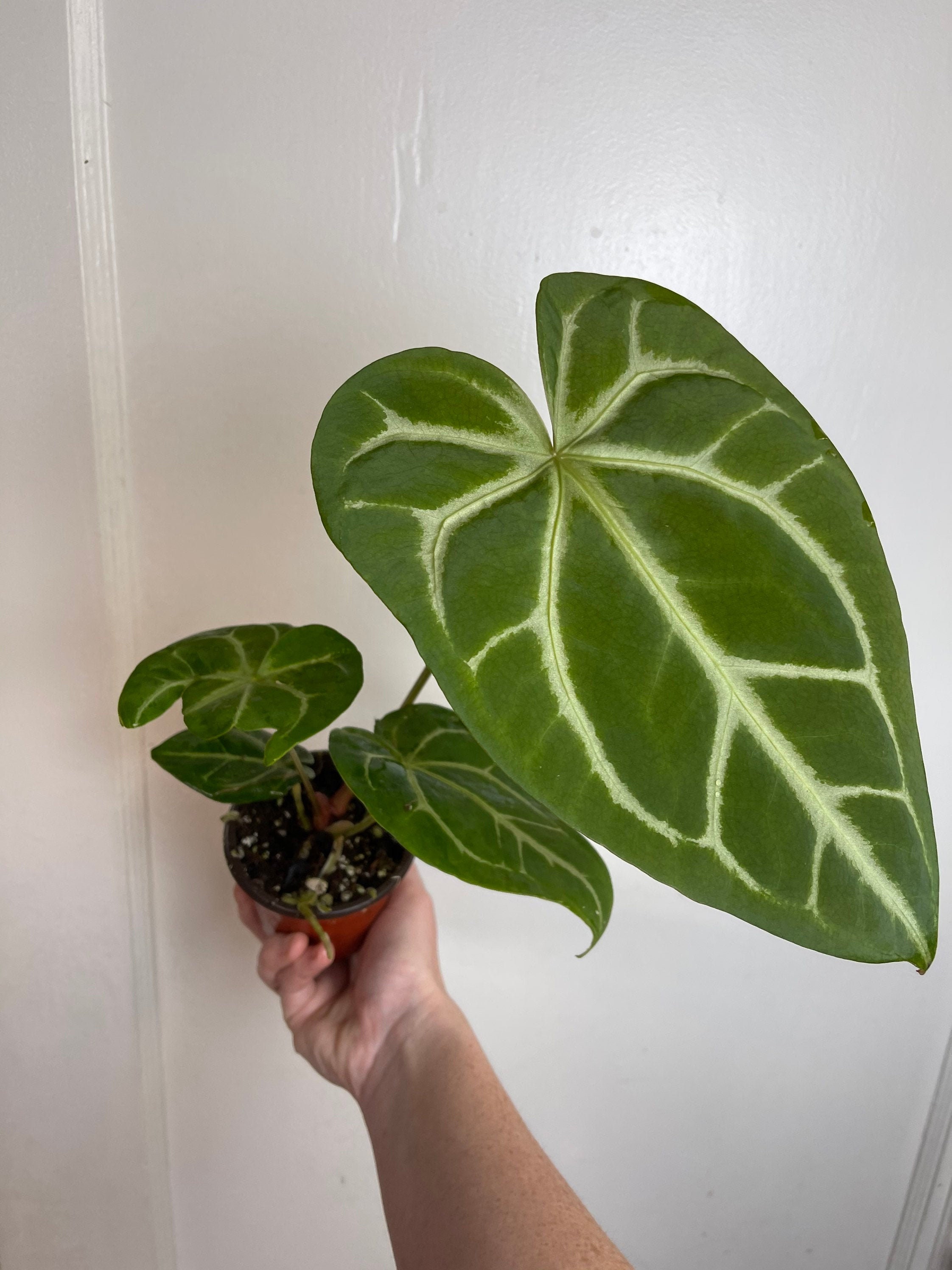 Anthurium Magnificum Silver - Etsy Israel