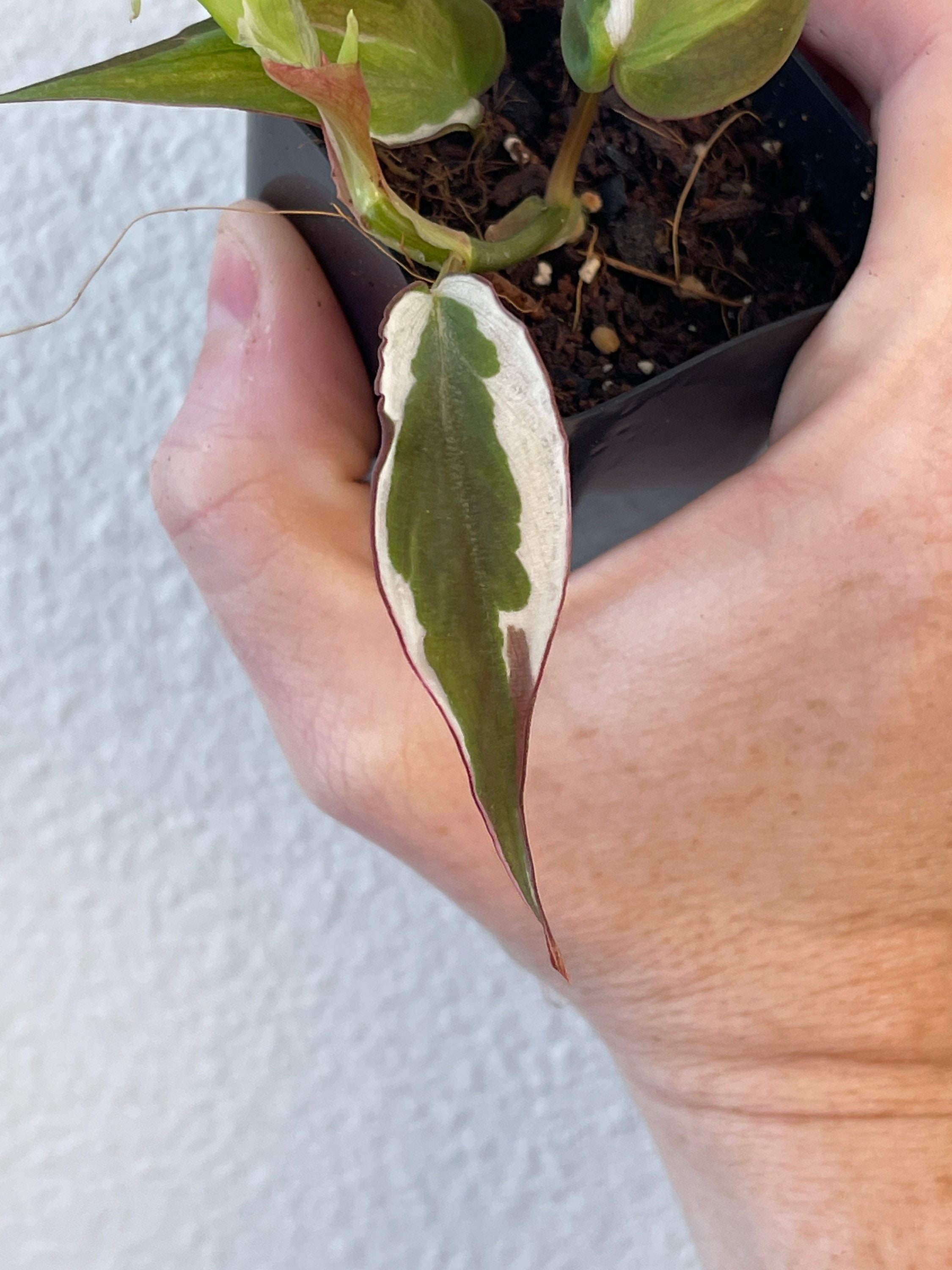 philodendron gloriosum vs glorious Philodendron glorious (gloriosum x melanochrysum) main image 0