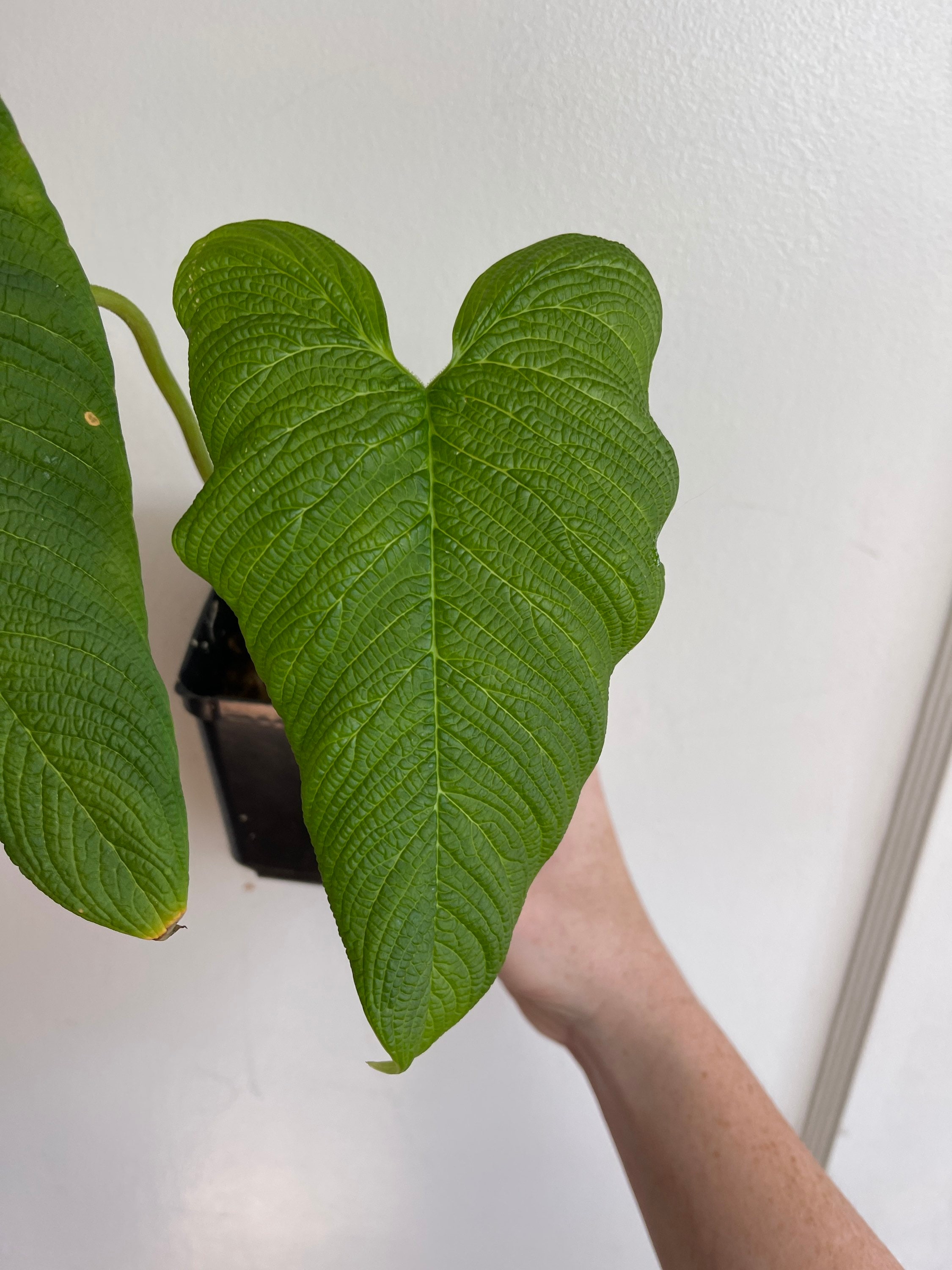 Philodendron Corrugatum - Etsy Australia