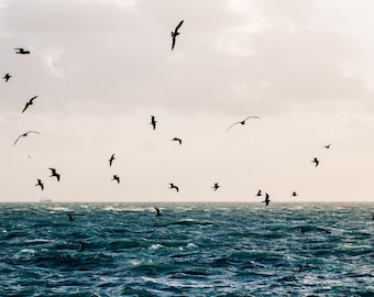 Seabirds Over Ocean Photography Print | Minimal Coastal Wall Art | Calm Beach Decor | Birds in Flight Art | Digital Download