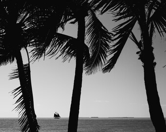 May include: Black and white photograph of palm trees silhouetted against a bright sky. A sailboat is visible on the horizon, sailing on the ocean. The image captures a tropical scene.
