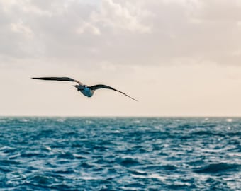 Seagull Over Ocean Photography Print | Coastal Bird Wall Art | Minimal Beach Decor | Calm Ocean Art | Printable Digital Download