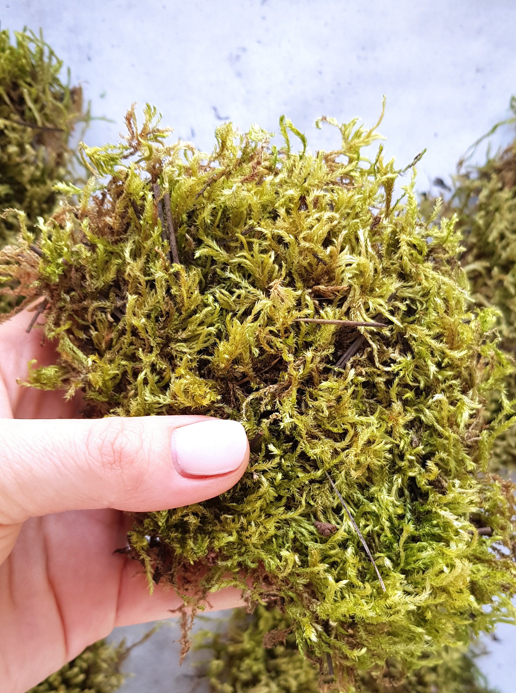 Real Moss For Sale