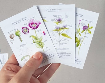 Set of 10/20 postcards with Botanical illustrations of flowers, Plant botany print, floral package decor, herbs drawings, botanic plate