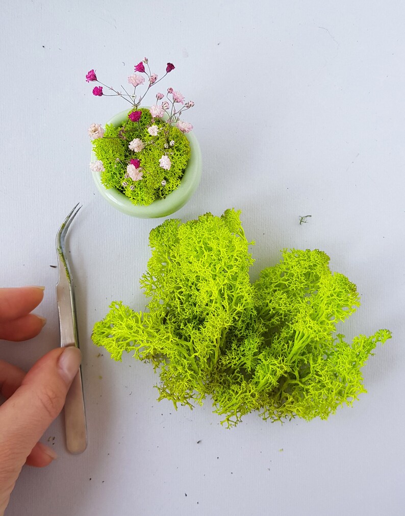 Green preserved moss 5g Reindeer moss for fairy garden epoxy Etsy