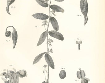 1926 Vintage WILD FLOWER /"SOLOMON/'S SEAL/" GORGEOUS COLOR Art Print Lithograph