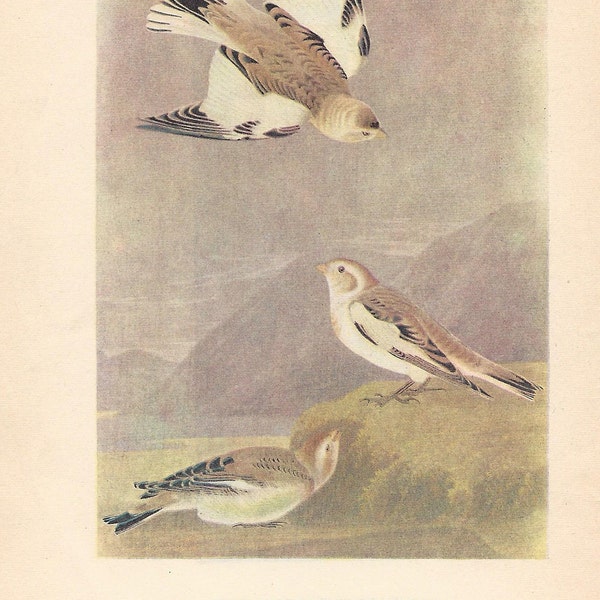 1950 Audubon’s Birds of America – Snow Bunting and Lapland Longspur - Original 2-sided Vintage Print Striking Colours - Ornithology - Gift