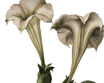 Antique Botanical Poster Art: Horn-of-Plenty Floral Painting
