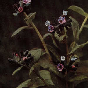 1913 Antique Lungwort Wild Flower Photo - Original Print - Unique Gift for Country and Nature Lovers - Botany