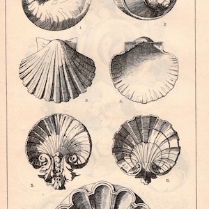 May include: A vintage illustration featuring several types of seashells, such as nautilus and scallop shells, rendered in black and white. The image is titled "Natural Forms" and "The Shell," with the plate number 59.