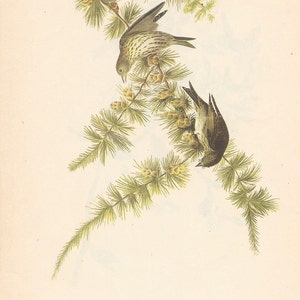Print Audubon-dennensijs en barmsijs: 1950 Birds of America vintage ornithology