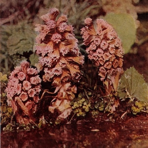1913 Antique Butterbur Wild Flower Photo - Original Print - Unique Gift for Country and Nature Lovers - Botany