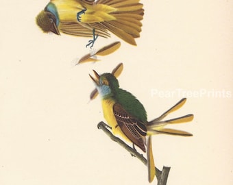 1936 Audubon Original Bird Print - Great Crested Flycatcher – Striking Colours - Ornithology - bird lovers