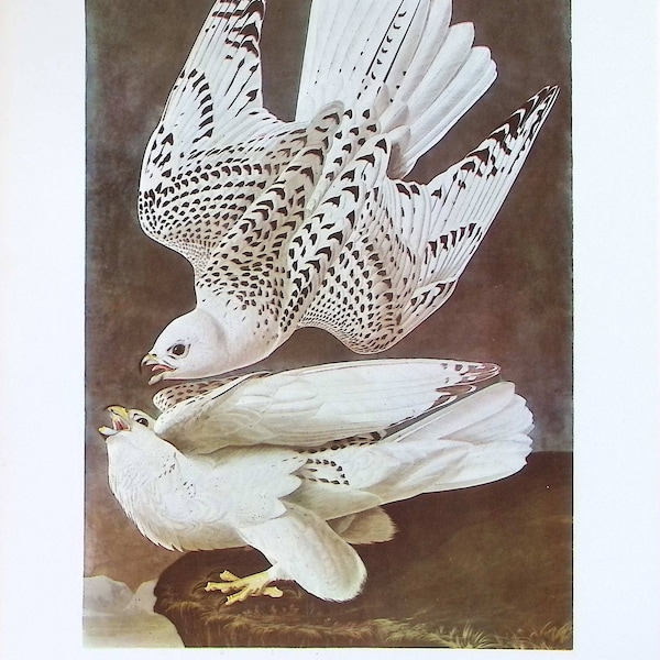 1974 Audubon’s Birds of America Original Large 2-sided Print - Gyrfalcon & Lapland Longspur - Striking Colours - Ornithology