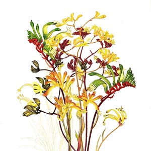 Kangaroo Paw Vintage Print: Australian Wildflower Watercolor Botanical Art