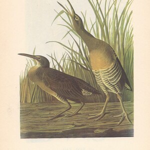 May include: A vintage illustration of two Clapper Rails, a type of bird, in a marsh setting. The birds are brown and grey with long legs and beaks. The illustration is on a cream-coloured background with the text "102. CLAPPER RAIL" and a description of the bird's habitat and characteristics.