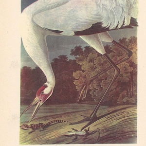 Impression vintage Grue blanche d&#39;Audubon et dindon sauvage - 1950 Birds of America