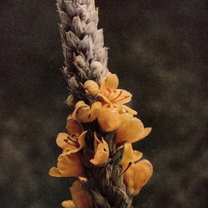 1913 Antique Great Mullein Wild Flower Photo - Original Print - Unique Gift for Country and Nature Lovers - Botany