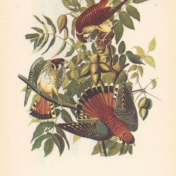 1950 Audubon's Birds of America - Sparrow Hawk & Duck Hawk; Slechtvalk - Originele dubbelzijdige print - Opvallende kleuren - Ornithologiecadeau