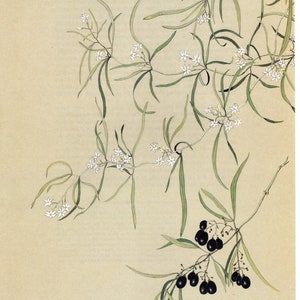 Pode incluir: Uma ilustração botânica de uma planta com flores brancas e bagas pretas. A planta tem folhas longas e finas e é representada em um fundo bege. A assinatura da artista, "Margaret Cowell", está no canto inferior direito.