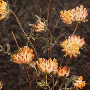 1913 Antique Kidney Vetch Wild Flower Photo - Original Print - Unique Gift for Country and Nature Lovers - Botany