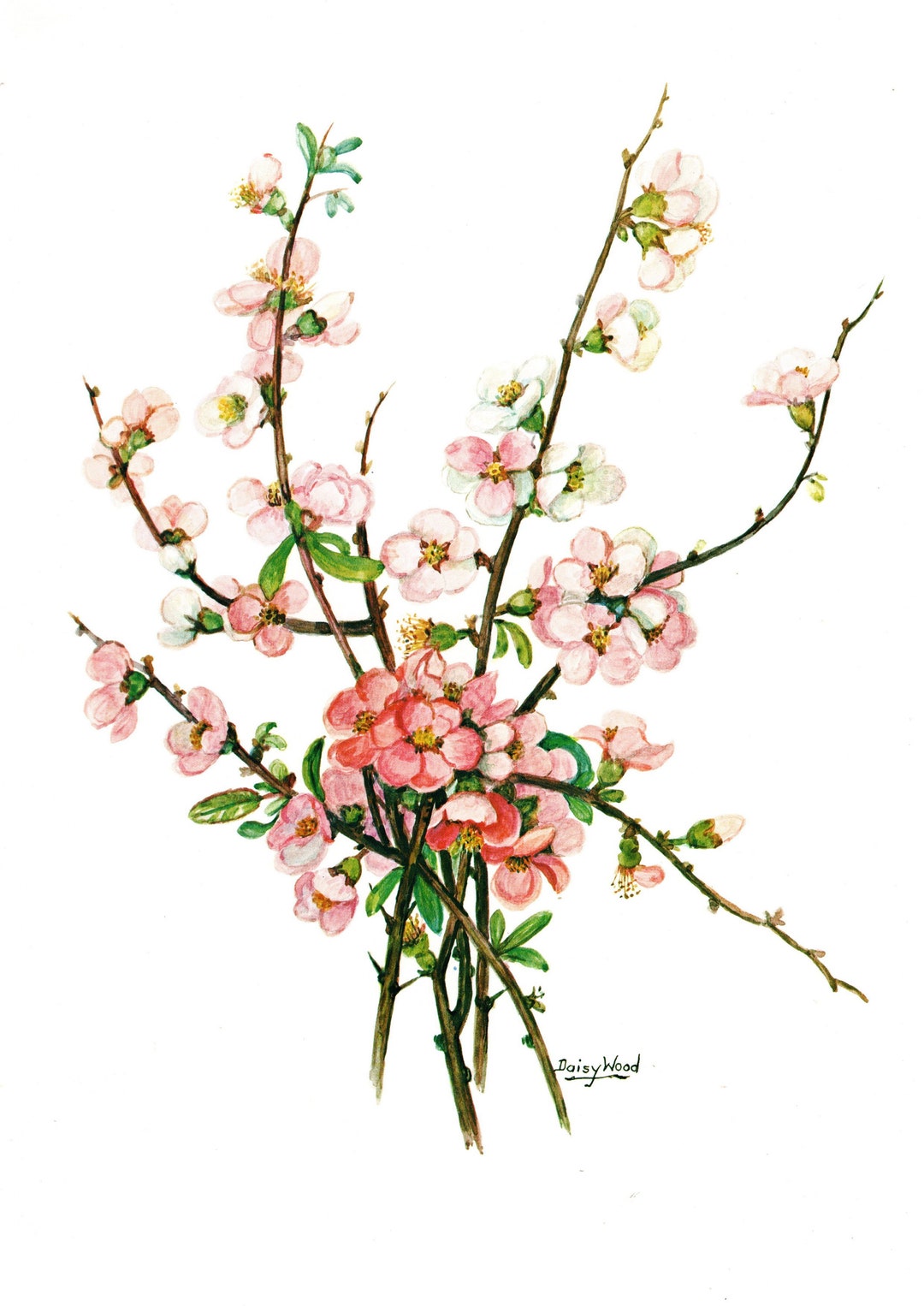 Vintage Apple Blossom Print: Australian Botanical Art by Daisy Wood - Etsy