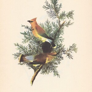 1950 Audubon-vogelprint: ceder pestvogel en koningskoningin, vintage ornithologiekunst